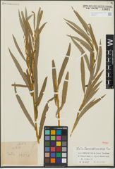 Foto von Salix linearistipularis K. S. Hao